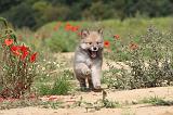 CHIEN FINNOIS DE LAPONIE 443
